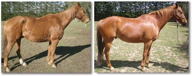 Copper for horses - Deficiency in Horses