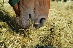 Iron Deficiency in Equine