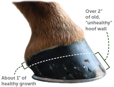 Horse Health Care – Healthy Hooves