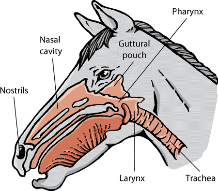 Equine Health Care – Respiratory Diseases